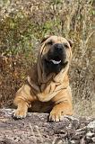 SHAR-PEI 036